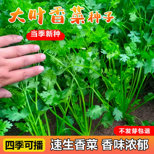 籽种青菜蔬菜香菜种子