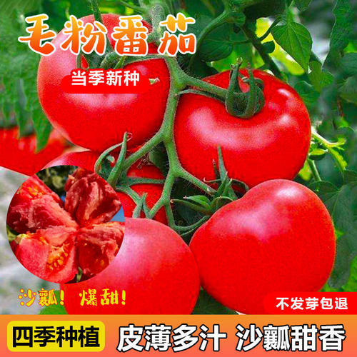 毛粉西红柿番茄种子农家
