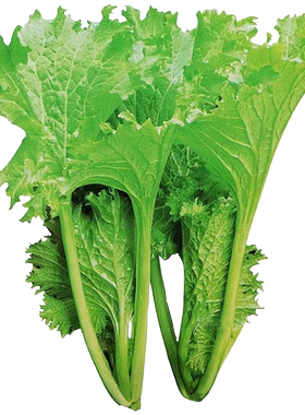 香叶饺子菜四季种植包馅做汤