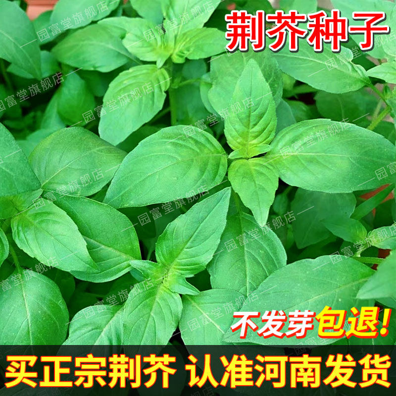 荆芥菜籽种夏季耐热河南正宗大叶荆芥种子室内外阳台盆栽易种高产