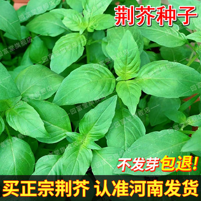 河南正宗大叶荆芥种子耐热易种