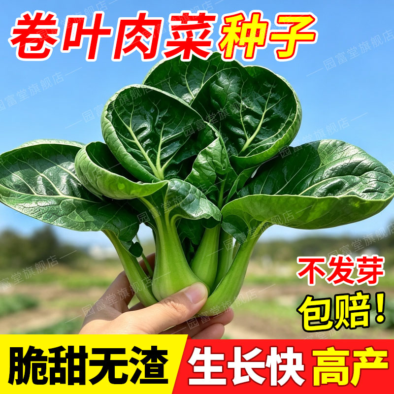正宗卷叶肉菜籽卷柄大叶青菜纤维少口感软糯厚肉上海青高产蔬菜种