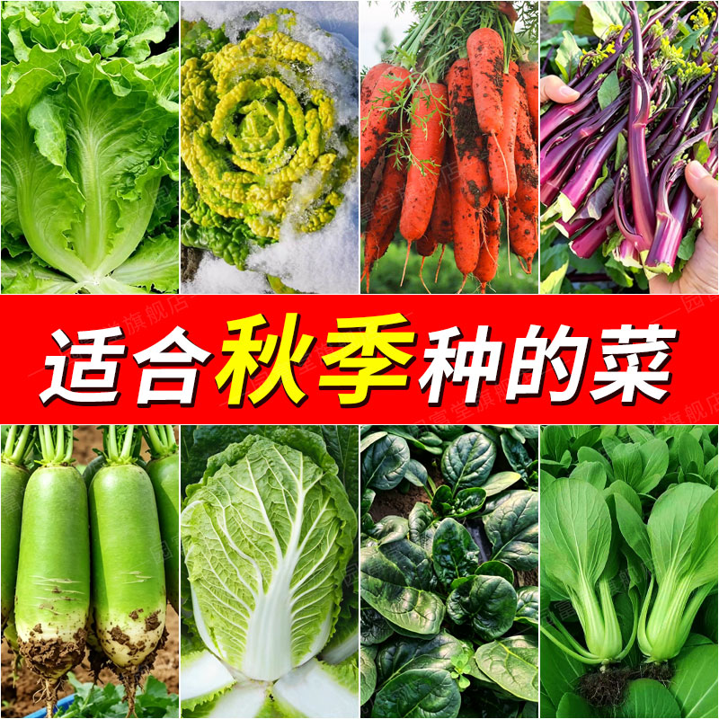 蔬菜种子大全香菜萝卜白菜菠菜生菜胡萝卜各种蔬菜种子四季菜籽种