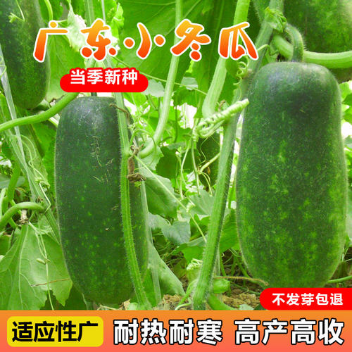 小冬瓜种子原厂包装产量高