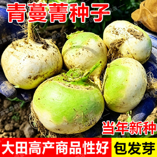 青蔓菁种子耐寒高产圆根蔓菁芜菁可腌可鲜食四季秋季播种蔬菜种子