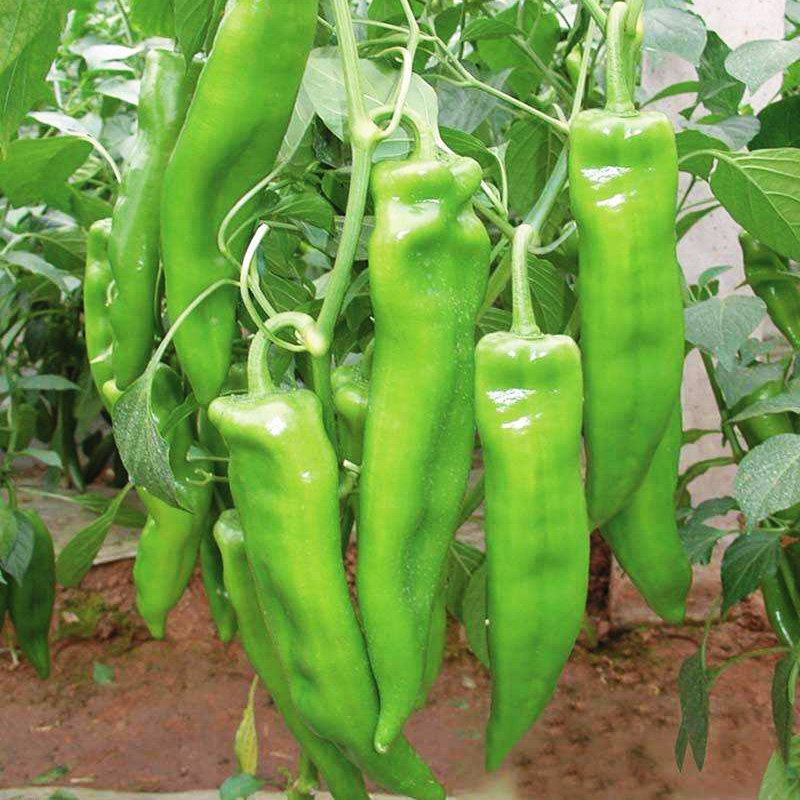 辣椒种籽特大牛角椒种子春季阳台盆栽高产羊角青椒尖椒辣椒种子