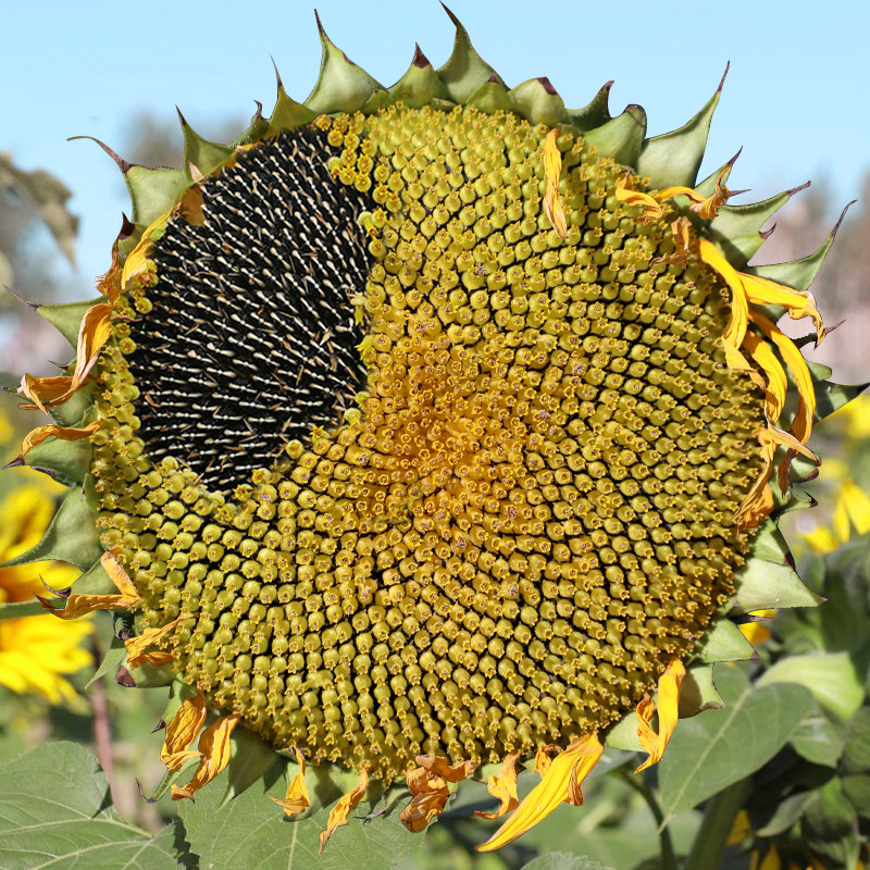 油葵种子盆栽观赏向日葵种孑高产榨油出油高葵花瓜子四季蔬菜种孑