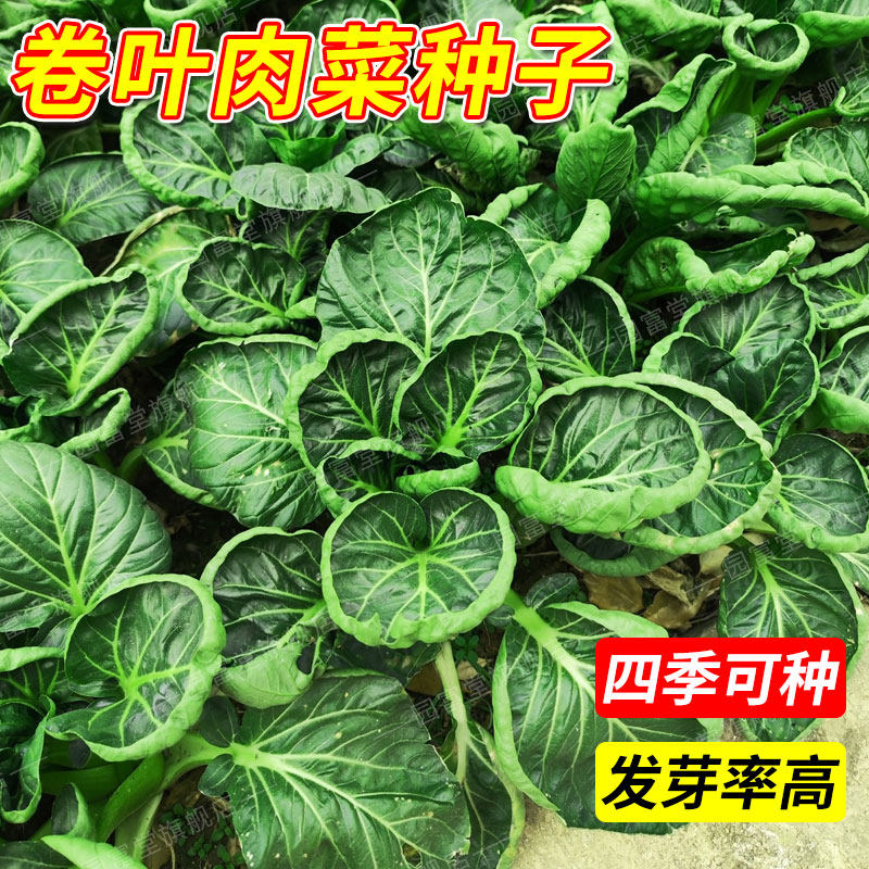 卷叶肉菜种子厚叶软糯青梗菜种籽耐寒耐抽苔四季秋冬上海青菜种子