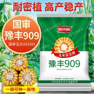 高产饲料玉米种子豫丰909杂交玉米种红轴大棒抗倒伏包谷苞米种子