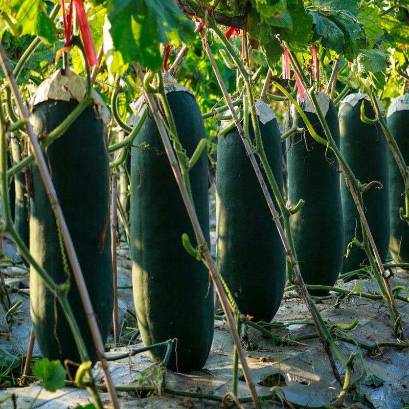 黑皮冬瓜种子种籽巨型高产大冬瓜种孑春夏秋四季盆栽庭院蔬菜种