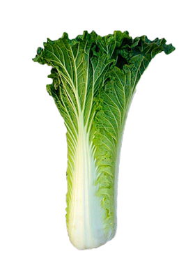 麻叶菜种子秋冬季种植高产芽率高