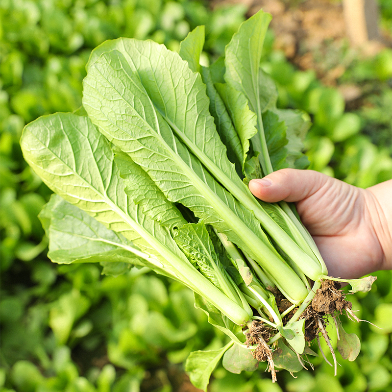 小白菜种孑奶油快菜青菜种籽大全四季...