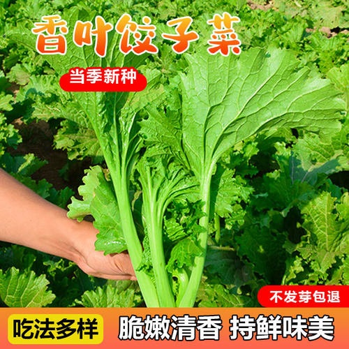 香叶饺子菜四季种植包馅做汤