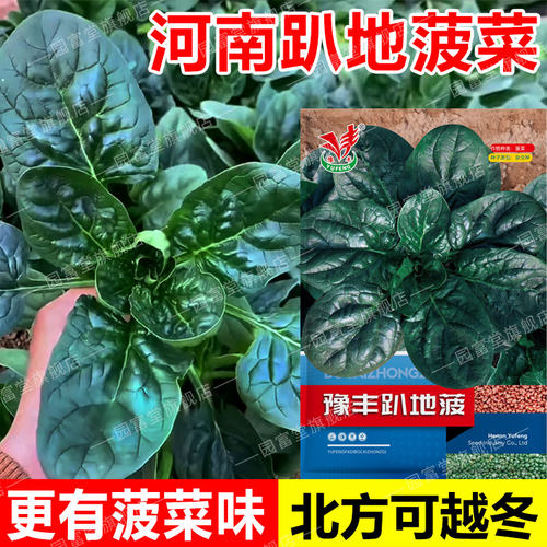 耐低温厚叶红根菠菜种子秋冬播