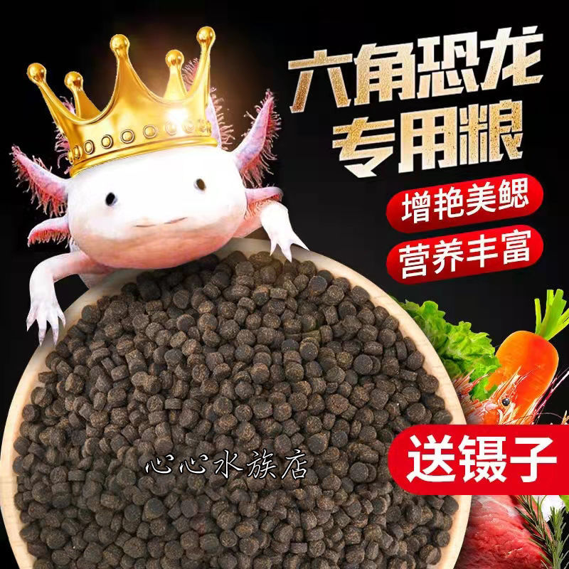 蝾螈清道夫娃娃鱼底栖鱼下沉型