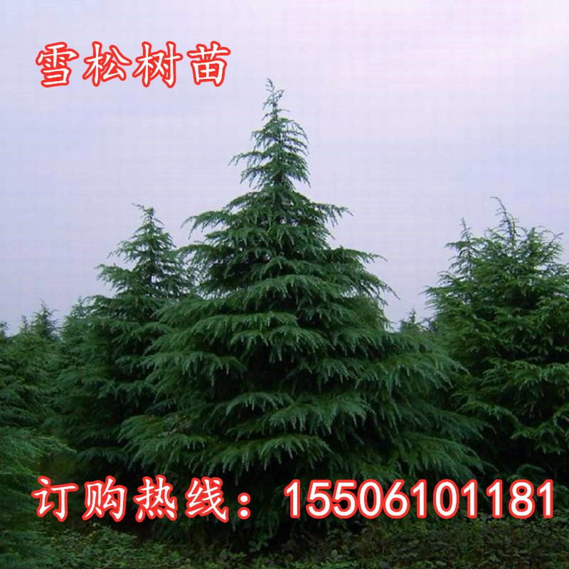 绿化苗木松树苗雪松苗宝塔松雪松树苗圣诞松树小苗树苗