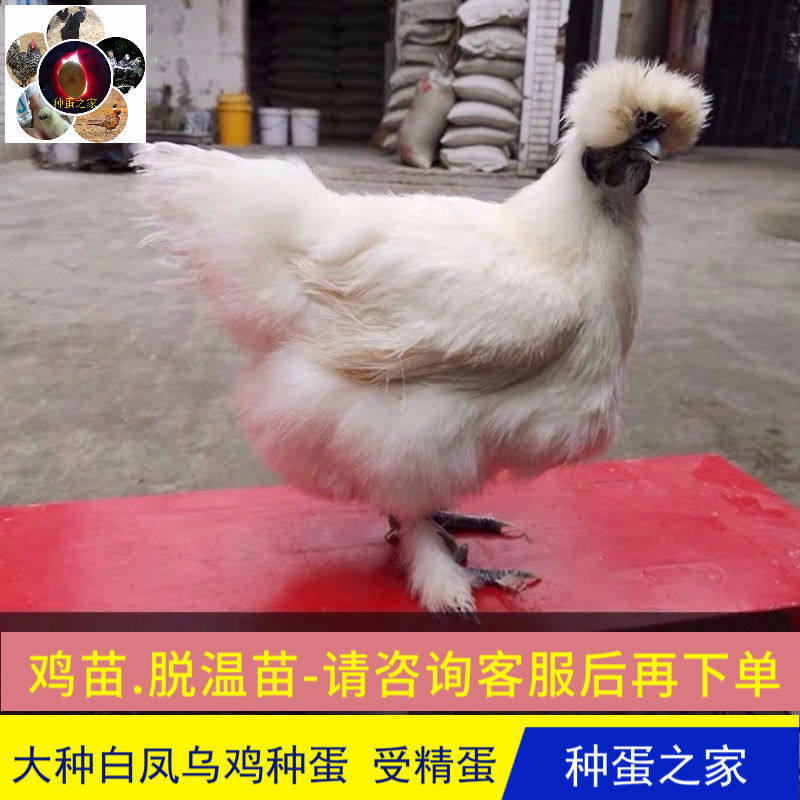 破损包赔大种泰和白凤乌鸡蛋受精蛋可孵化蛋种蛋现捡现发10枚包邮