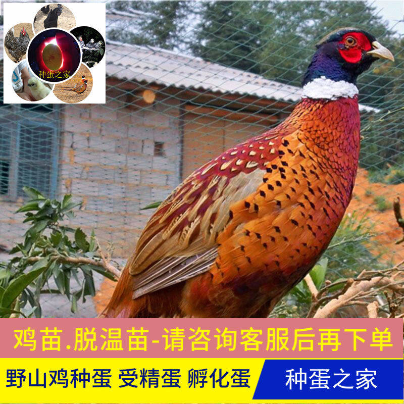 破损包赔七彩山鸡受精蛋可孵化种蛋现捡现发种蛋受精孵化10枚包邮