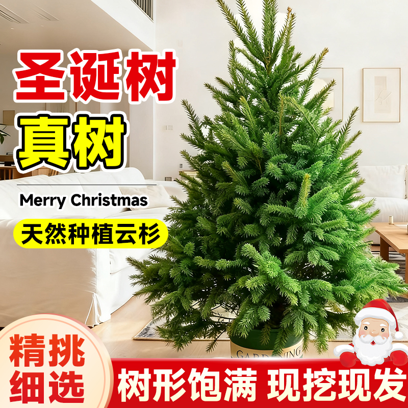 2025新款耶诞节圣诞树真树