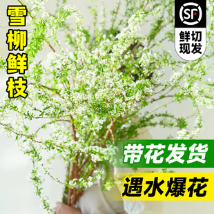 雪柳鲜枝带花苞水养干枝遇水开花超长花期高级水培插花植物鲜切枝