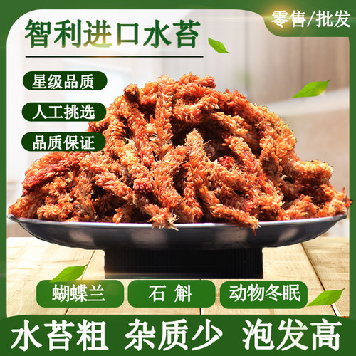 智利进口水苔毛毛虫水苔干苔藓蝴蝶兰专用兰花营养土乌龟冬眠保湿