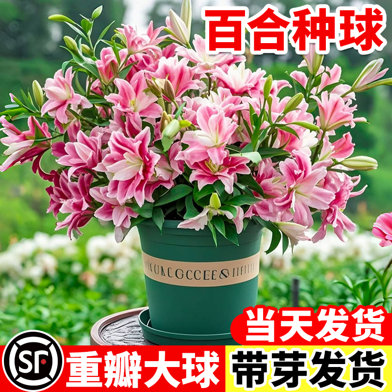 进口香水百合花种球带芽