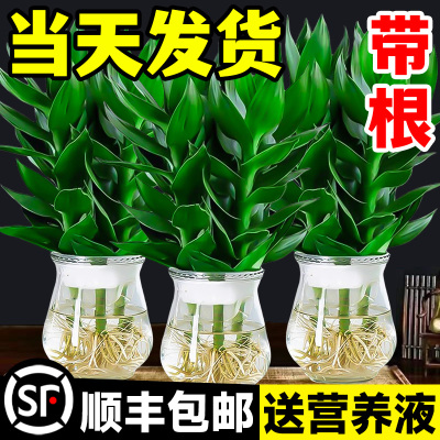 观音竹富贵水培植物带根花