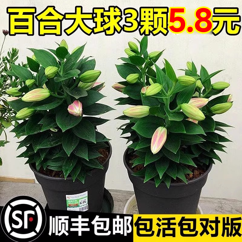 进口重瓣香水百合花种球盆图片