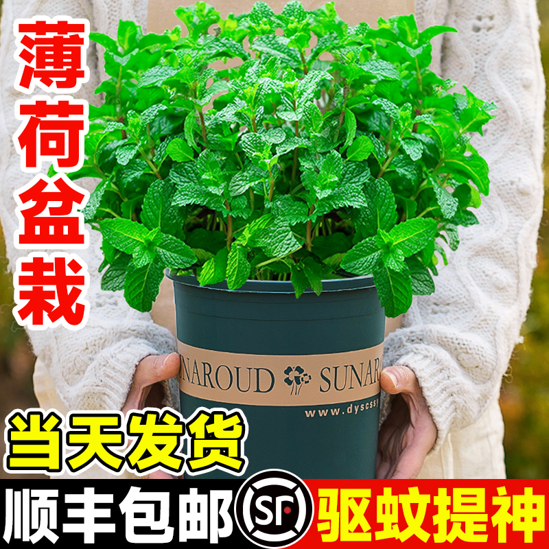 薄荷盆栽水培薄荷叶新鲜可食用迷迭香驱蚊植物室内绿植花卉柠檬草