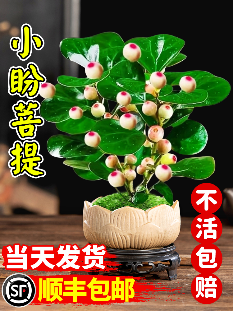 菩提树盆栽小盼菩提带果盆景室内办公室植物桌面摆件中式禅意绿植
