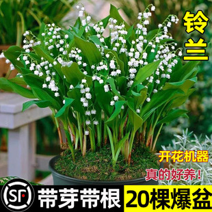 铃兰花苗盆栽带芽带根室内阳台桌面耐热耐寒植物种球好养花卉绿植