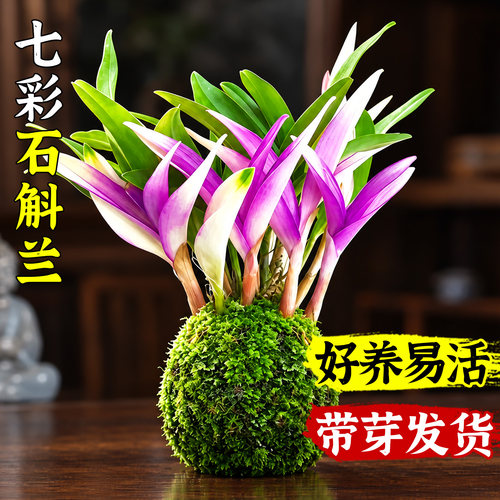七彩香水石斛兰花盆栽四季好养水培开花室内桌面懒人绿植浓香兰花