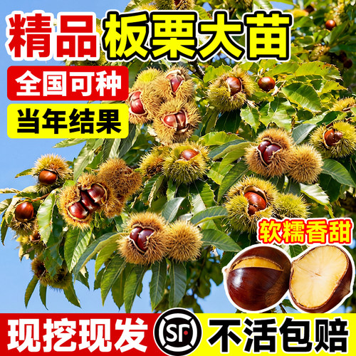 板栗苗树嫁接特大果树果苗大红袍