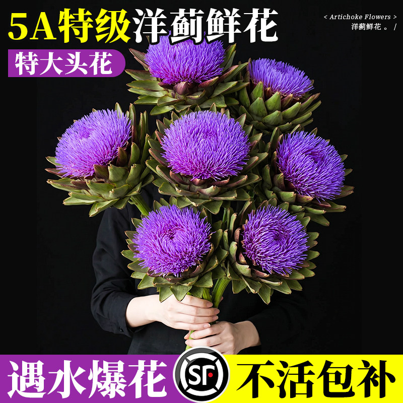 新鲜洋蓟鲜花朝鲜蓟法国百合鲜切花可做干花花期超长鲜切进口花材