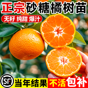 沙糖桔子树苗正宗广西砂糖橘树苗南方北方种植橙子无籽橘子树果苗