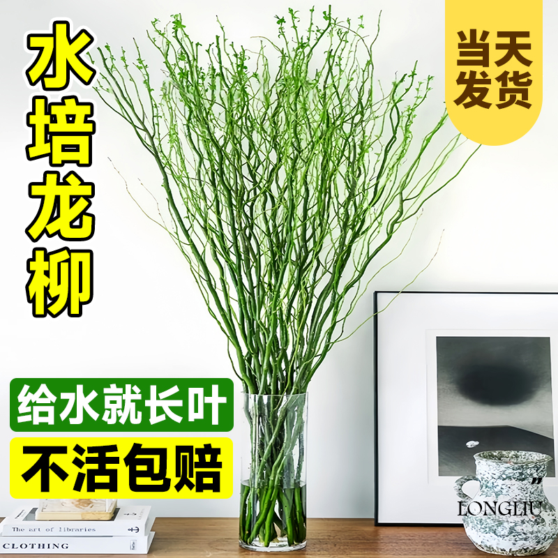 龙柳鲜枝水培植物客厅室内插花干枝装饰盆栽好养泡水长根枯木逢春