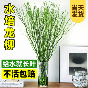 龙柳鲜枝水培植物客厅室内插花干枝装饰盆栽好养泡水长根枯木逢春
