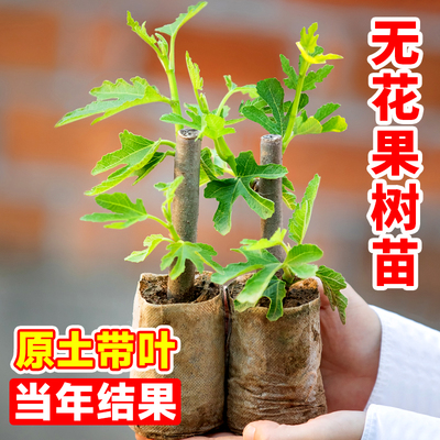 无花果树果苗带叶发货