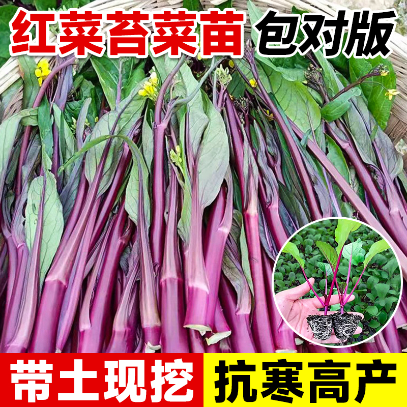 红菜苔秧苗带土蔬菜苗
