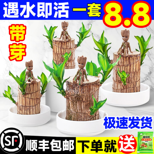 巴西木水养幸运木室内盆栽水培