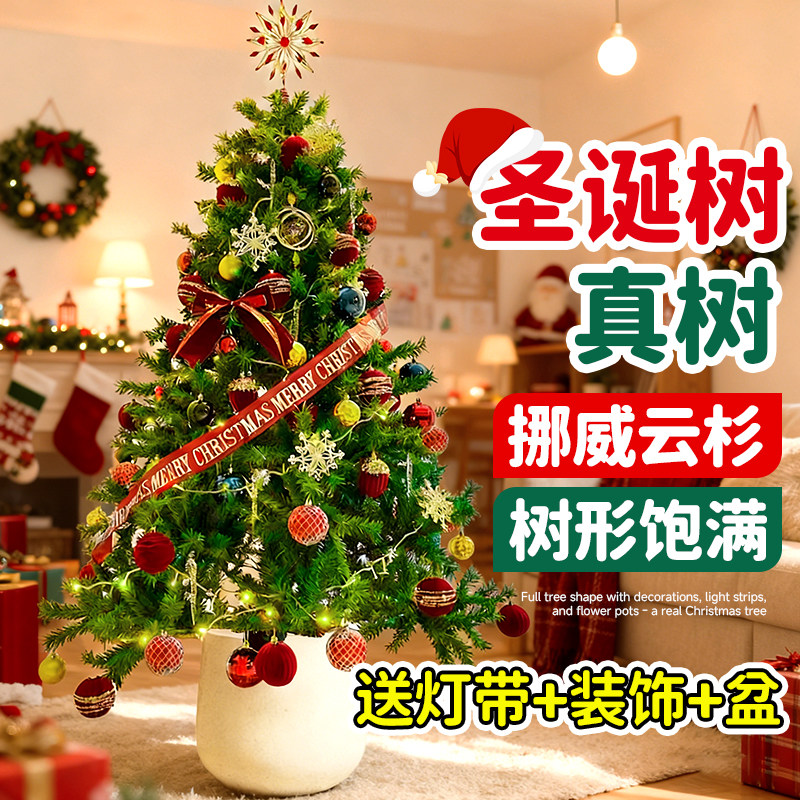 2025新款耶诞节圣诞树真树