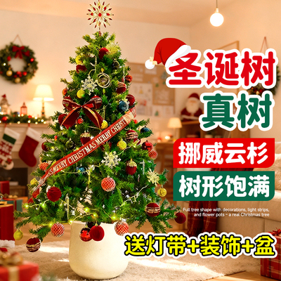 2025新款耶诞节圣诞树真树