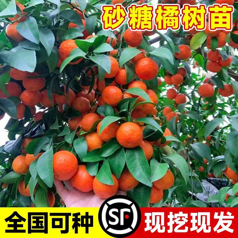 沙糖桔子树苗正宗广西砂糖橘树苗