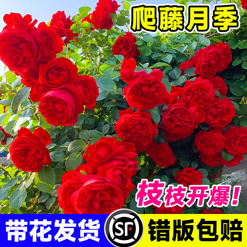 蔷薇花苗爬藤月季花卉植物盆栽特大苗室外庭院爬墙月季玫瑰花树苗,鲜花速递/花卉仿真/绿植园艺,月季/蔷薇/玫瑰,淘宝优惠券,粉丝福利购,淘宝优惠卷