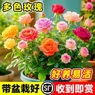 多色嫁接玫瑰花盆栽带花苞阳台室内月季 耐寒植物好养易活 花苗四季