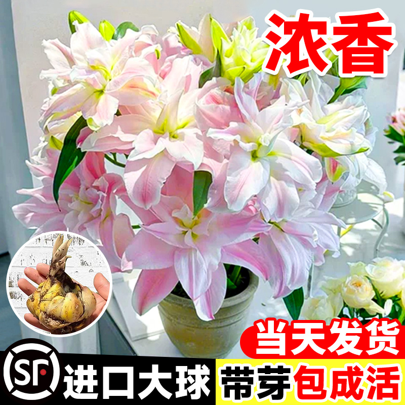 进口香水百合花种球带芽