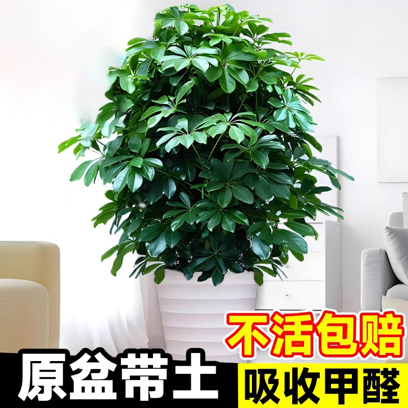 鸭脚木盆栽客厅绿植花卉室内