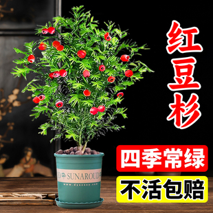 红豆杉树苗盆栽南北方种植室内外花卉绿植盆景植物四季好养风景树