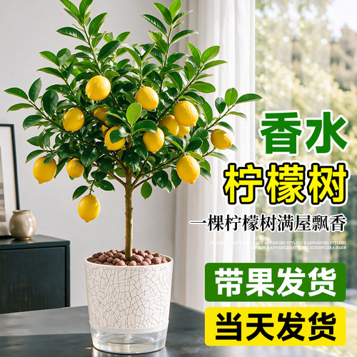 香水柠檬树盆栽水果树苗
