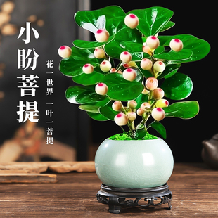 菩提树盆栽小盼菩提带果盆景室内办公室植物桌面摆件中式禅意绿植